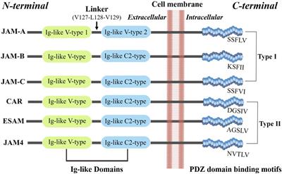 Junctional Adhesion Molecules: Potential Proteins in Atherosclerosis
